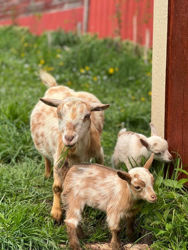 Paint with Goats @ Busy Bee Valley with BRUSHES & BUBBLY