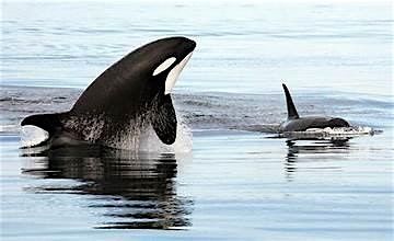 Orca Rescue! The true story of an orphaned orca named Springer., 22 November | Event in Seattle | AllEvents