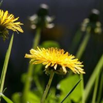 Dandelion Learning Collaborative
