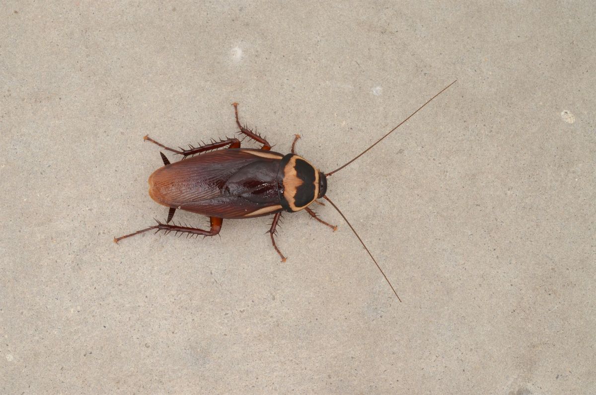 PMU GHP Masters,  Oct 14-16, 2026  IN-PERSON, 14 October | Event in APOPKA | AllEvents