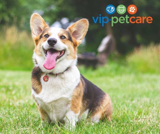 vip petcare clinic pet supplies plus