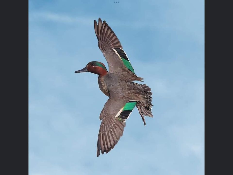 Souris Valley Ducks Unlimited Dinner , Sleep Inn & Suites Conference