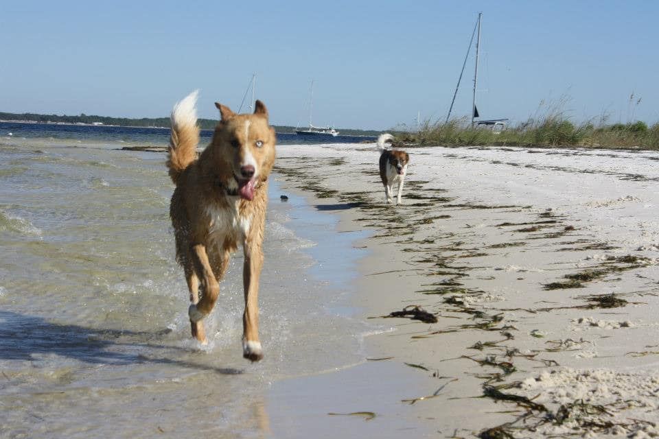 Beach Dog mini series, 10 82nd St, Newburyport, MA 019504324, United