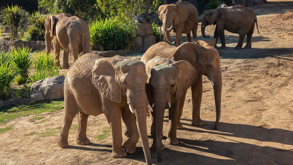 Water For Elephants - Hartford, 2 June | Event in Hartford | AllEvents