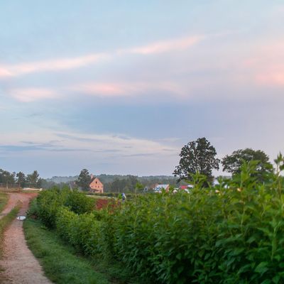 Serenbe Farms