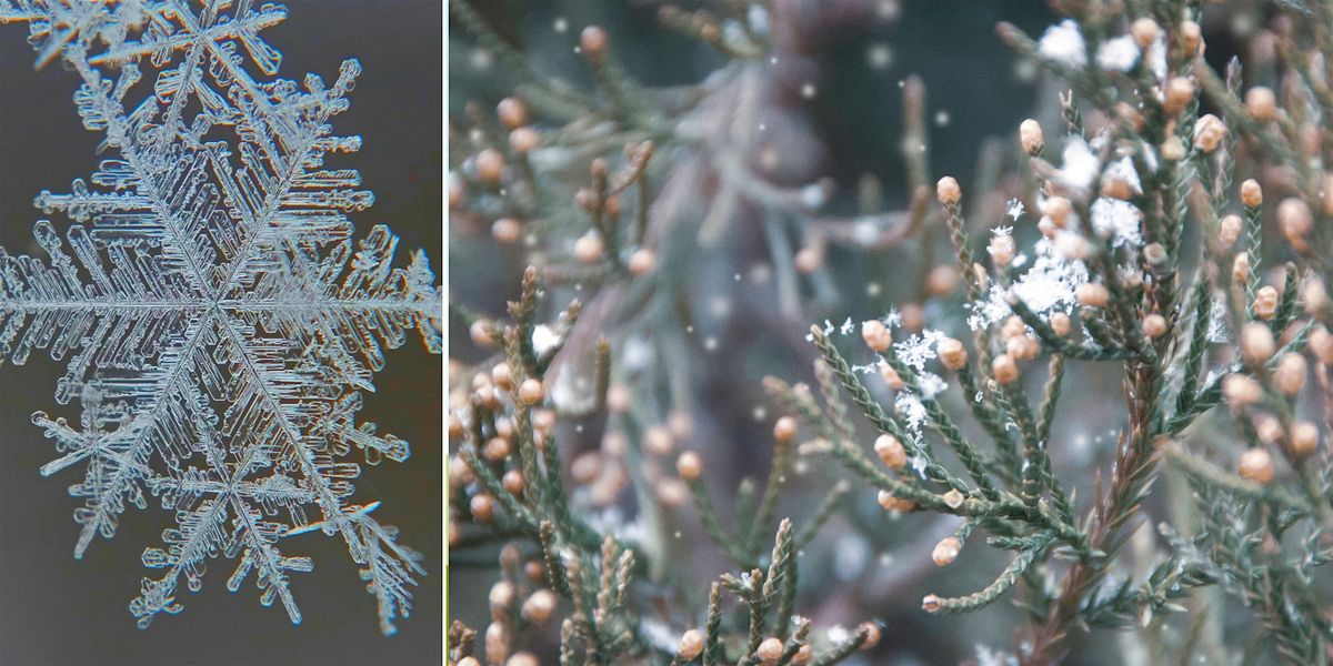 Snowflake Science (Ages 4+), 28 February | Event in Devon | AllEvents