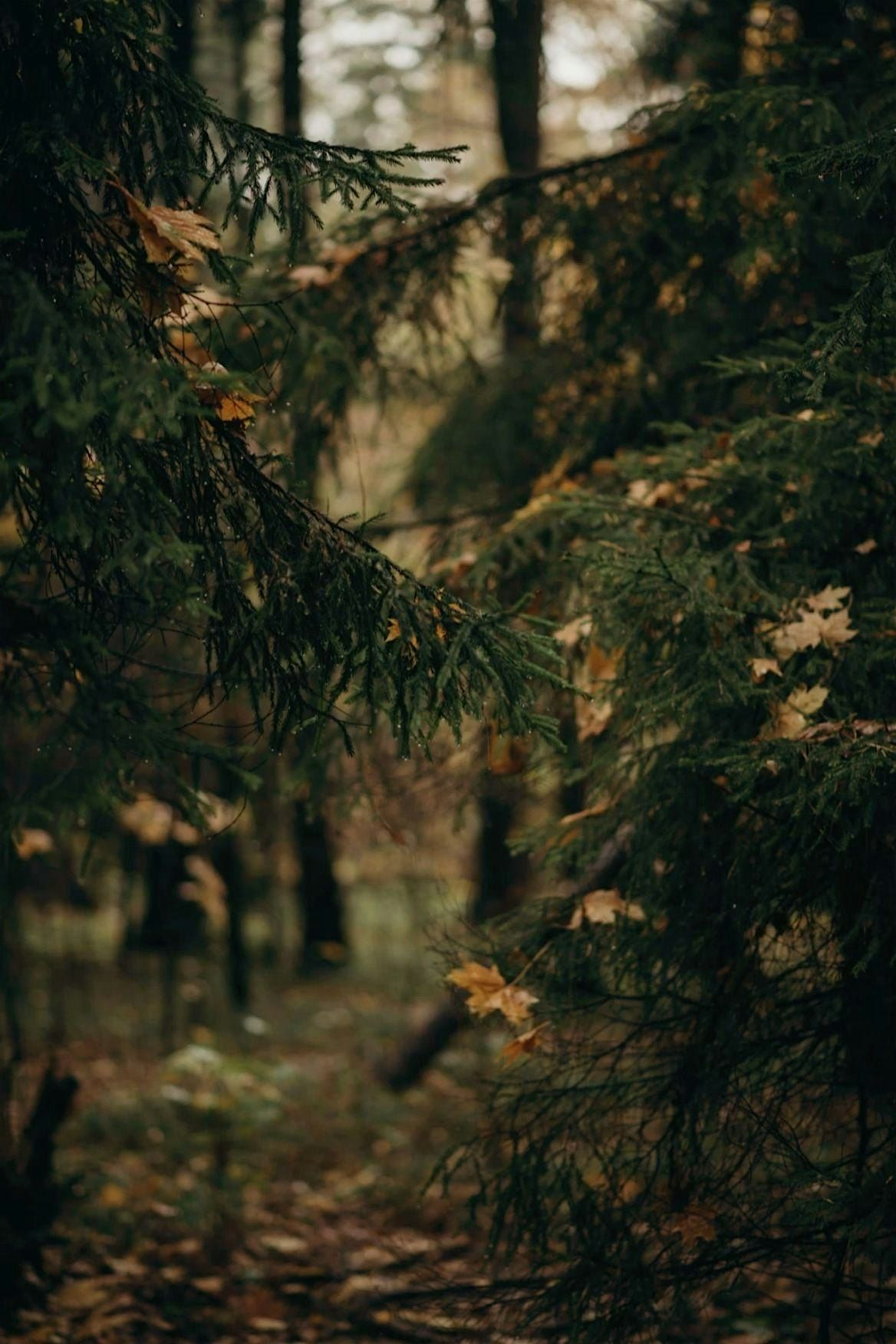 Grounded in Growth: A Free Weekly Nature Walk with Midwife Kara Mears | Event in Hamilton | AllEvents