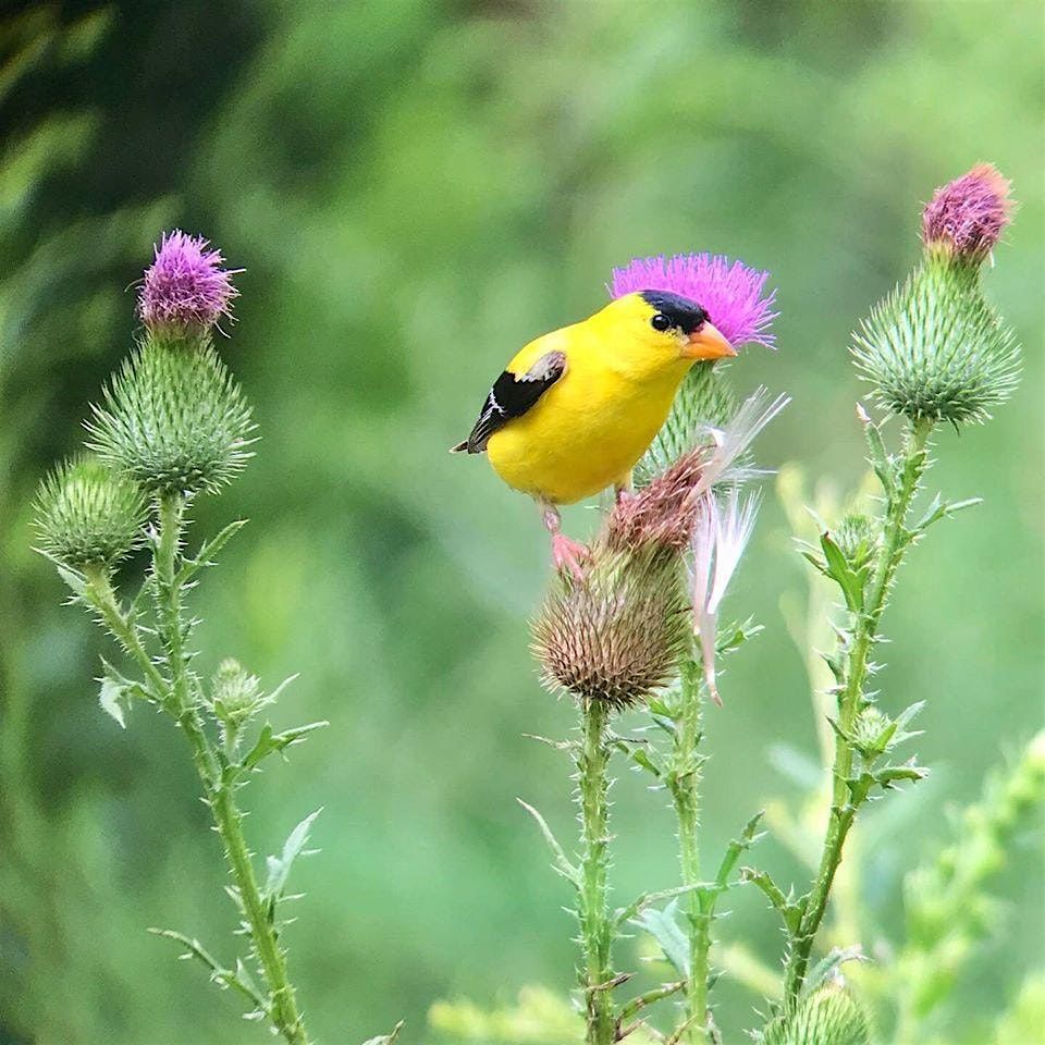 Goldfinch Galore Walk, 22 August | Event in Hillsborough Township | AllEvents