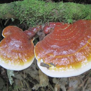 Mushroom Mountain Farm Tour, Mushroom Mountain, Easley, January 25 2024