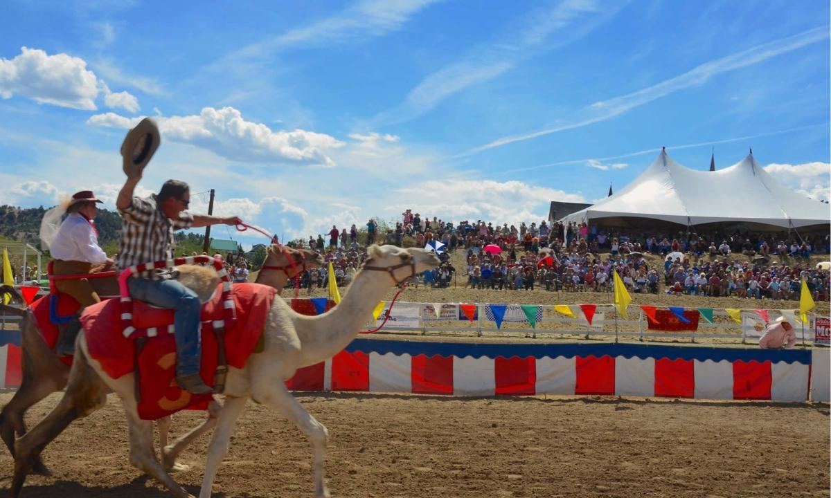 Camel & Ostrich Racing - Colonial Downs, 11 July | Event in New Kent | AllEvents