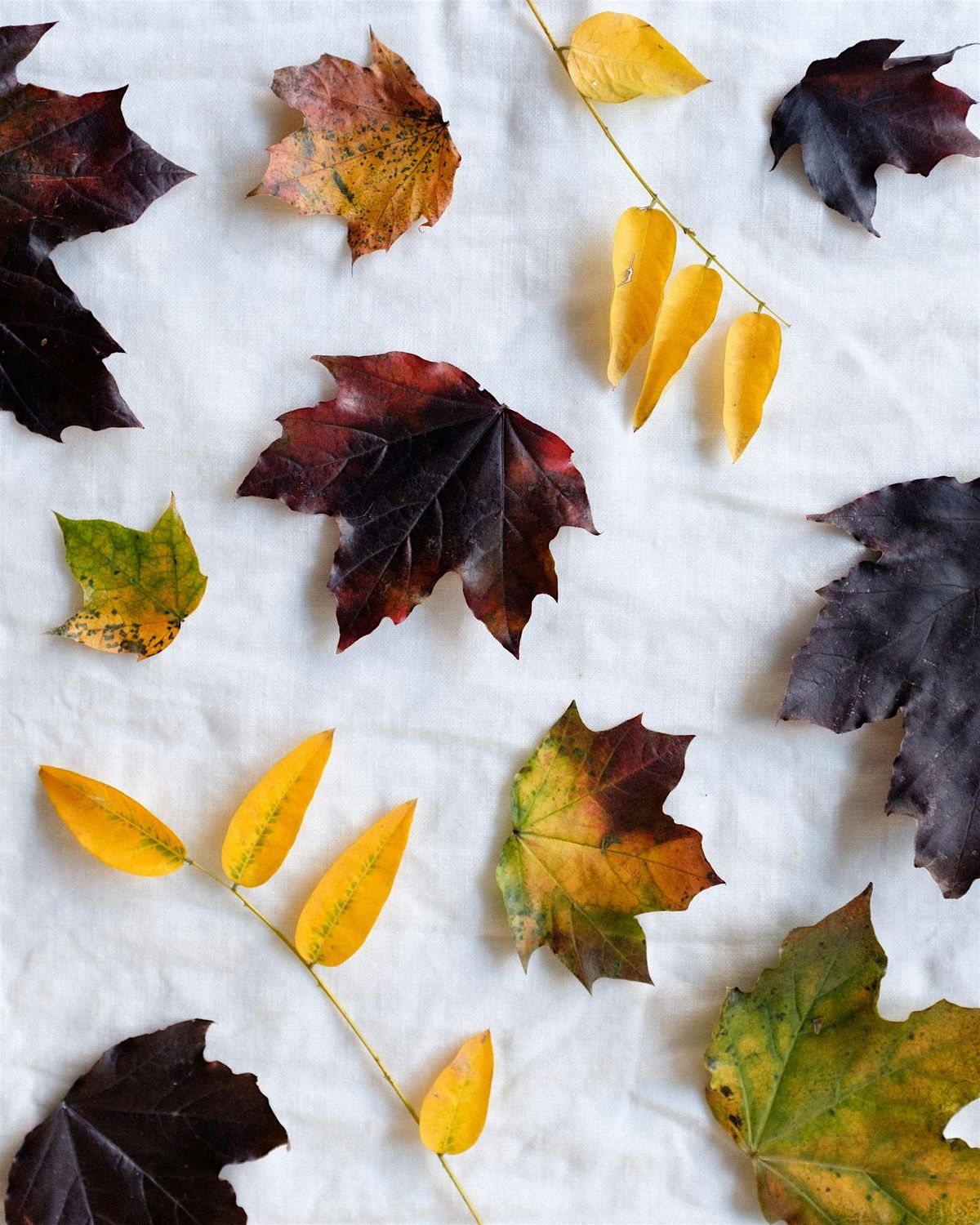 Natural Dye Workshop - Autumn Leaves: EcoPrinting on Silk, 22 November | Event in Jersey City | AllEvents