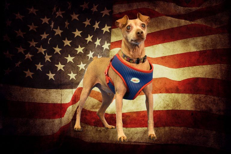 The Animal Support Project Fantasy Photos (Fathers Day & Patriotic