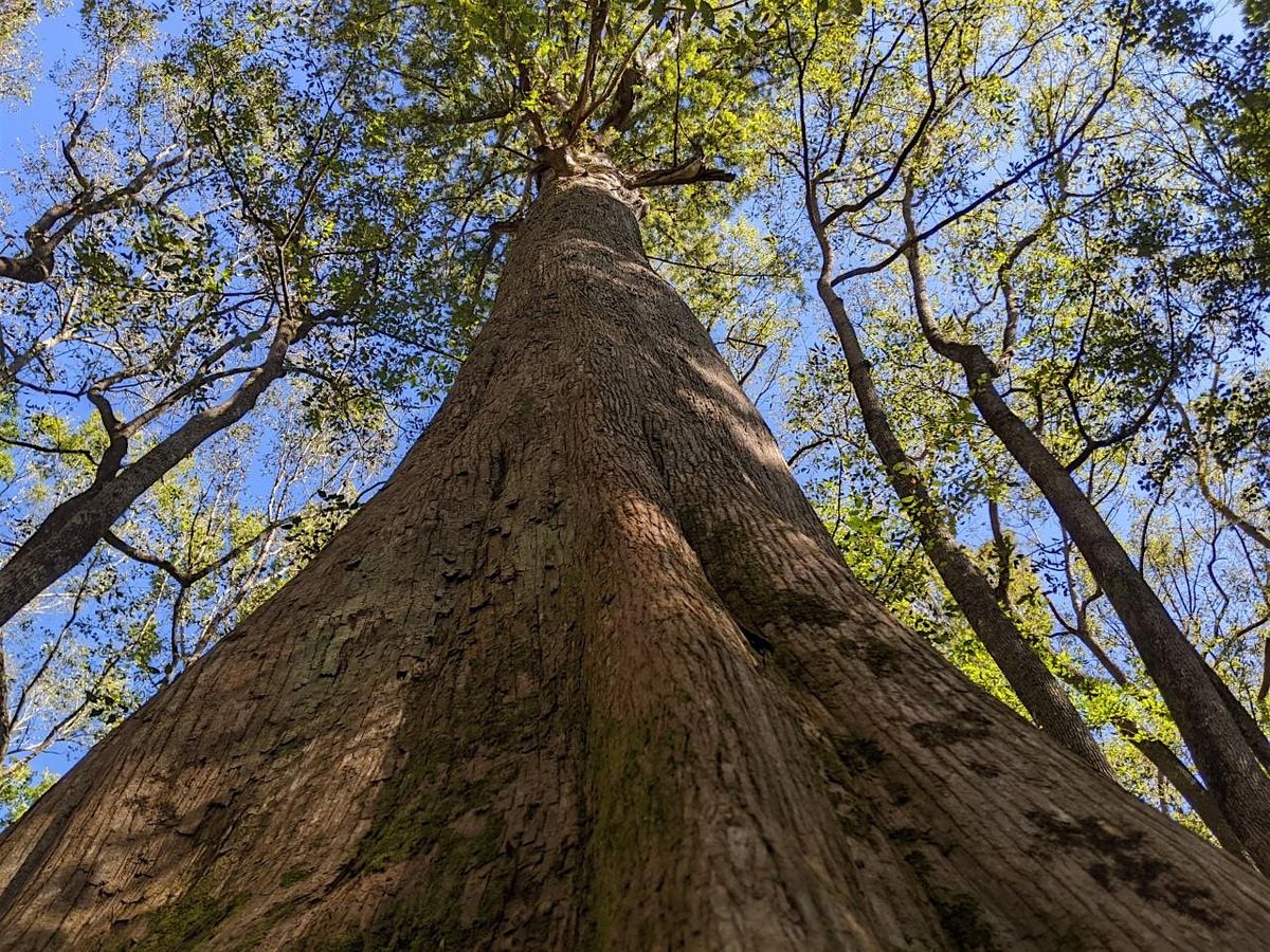 Big Tree Hike, 13 December | Event in Hopkins | AllEvents