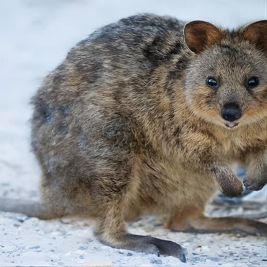 Rottnest Island All-Inclusive Grand Island Tour from Perth | Event in Perth | AllEvents