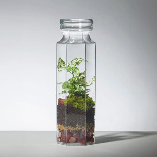 PLANTHARIUMS: Jardines en Miniatura, 8 June | Event in Madrid | AllEvents