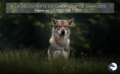 à La Découverte Du Chien Loup De Saarloos At Jodoigne Jodoigne