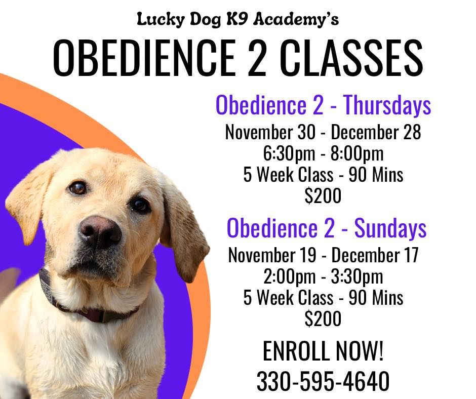 Obedience 2 Sundays, Lucky Dog K9 Academy, Uniontown, November 19