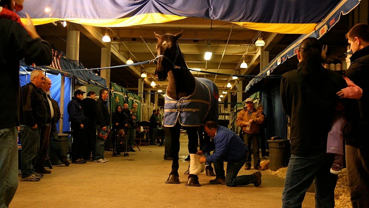Royal Winter Fair Horse Show: The K-9 Equine Challenge, 14 November | Event in Toronto | AllEvents