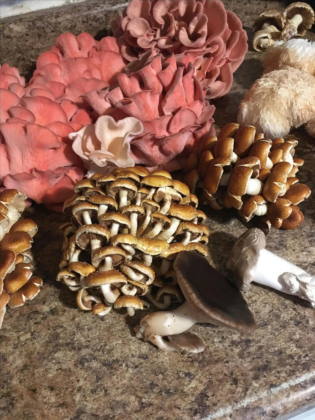 Mushroom Gardening Series: Grow Lions Mane, Enoki & King Trumpet Mushrooms, 10 January | Event in Bakersfield