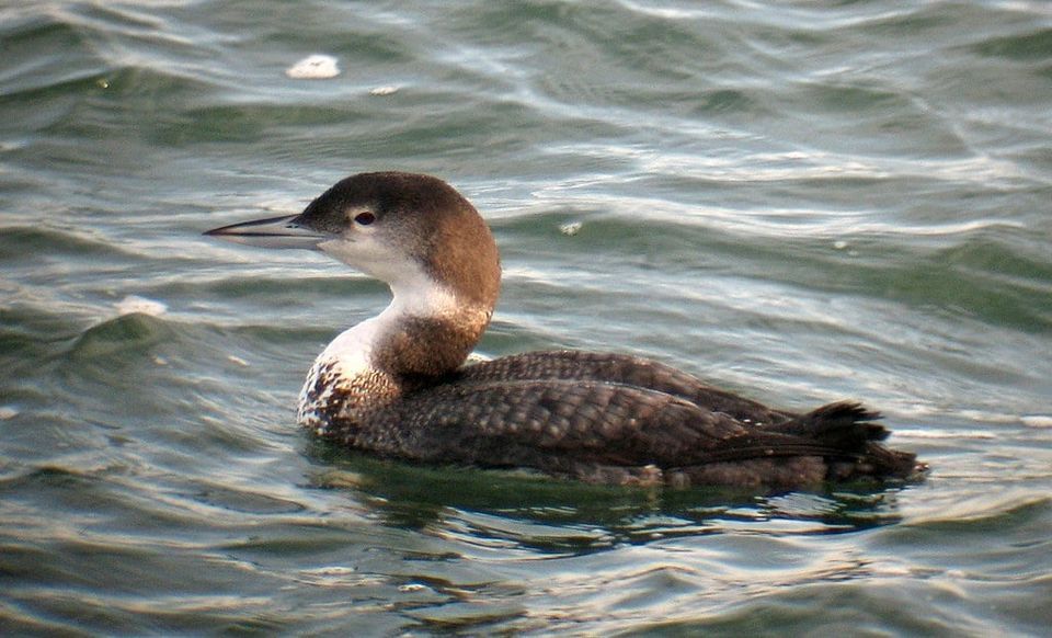Landrum Library Speaker Series Loons of Lake Jocassee, Landrum