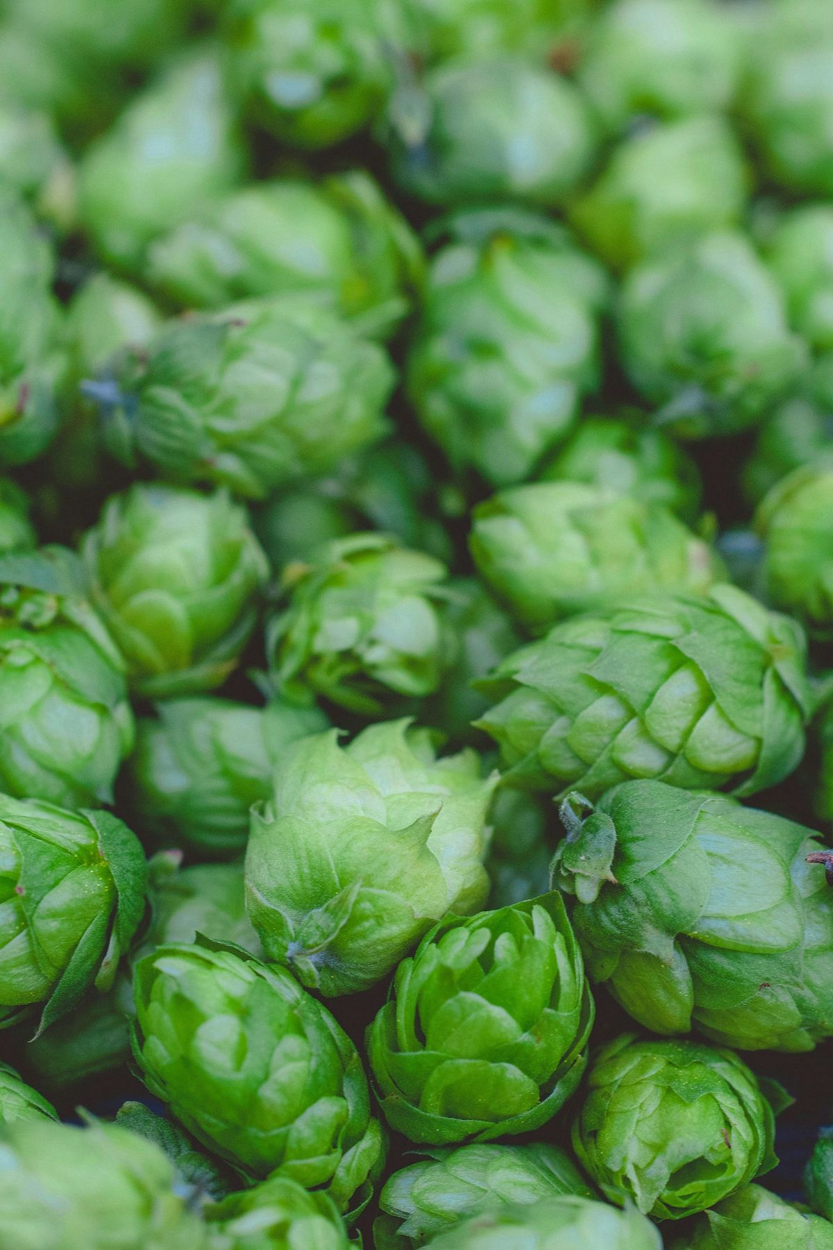 Community Table Fresh-Hopped Rice Ale, Pt.2, Washtenaw Food Hub, Ann ...