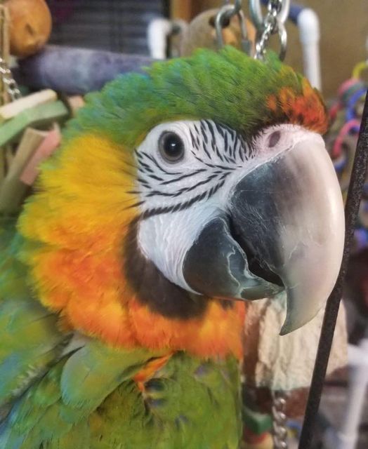 MADISON BIRD FAIR MAY, 301 Cottage Grove Rd, Madison, WI 537161107, United States, May 2 2021