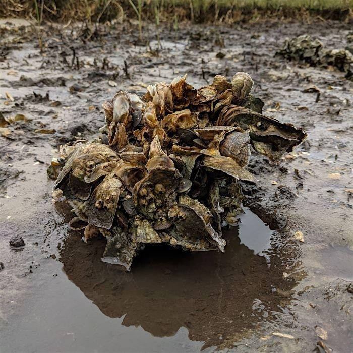 2-17-2026  Oyster Odyssey: Art and Education, 17 February | Event in New Port Richey | AllEvents