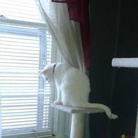 Attendee