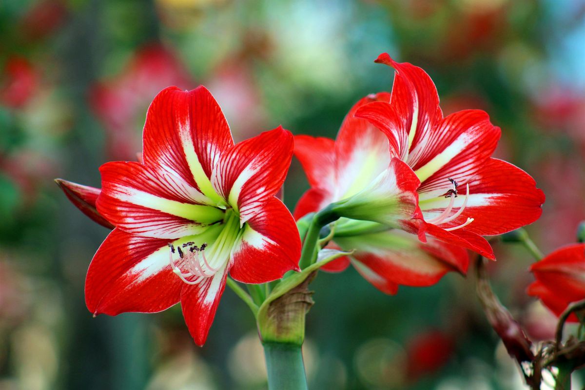 Amaryllis Centerpiece Workshop in Raleigh, 20 December | Event in Raleigh | AllEvents