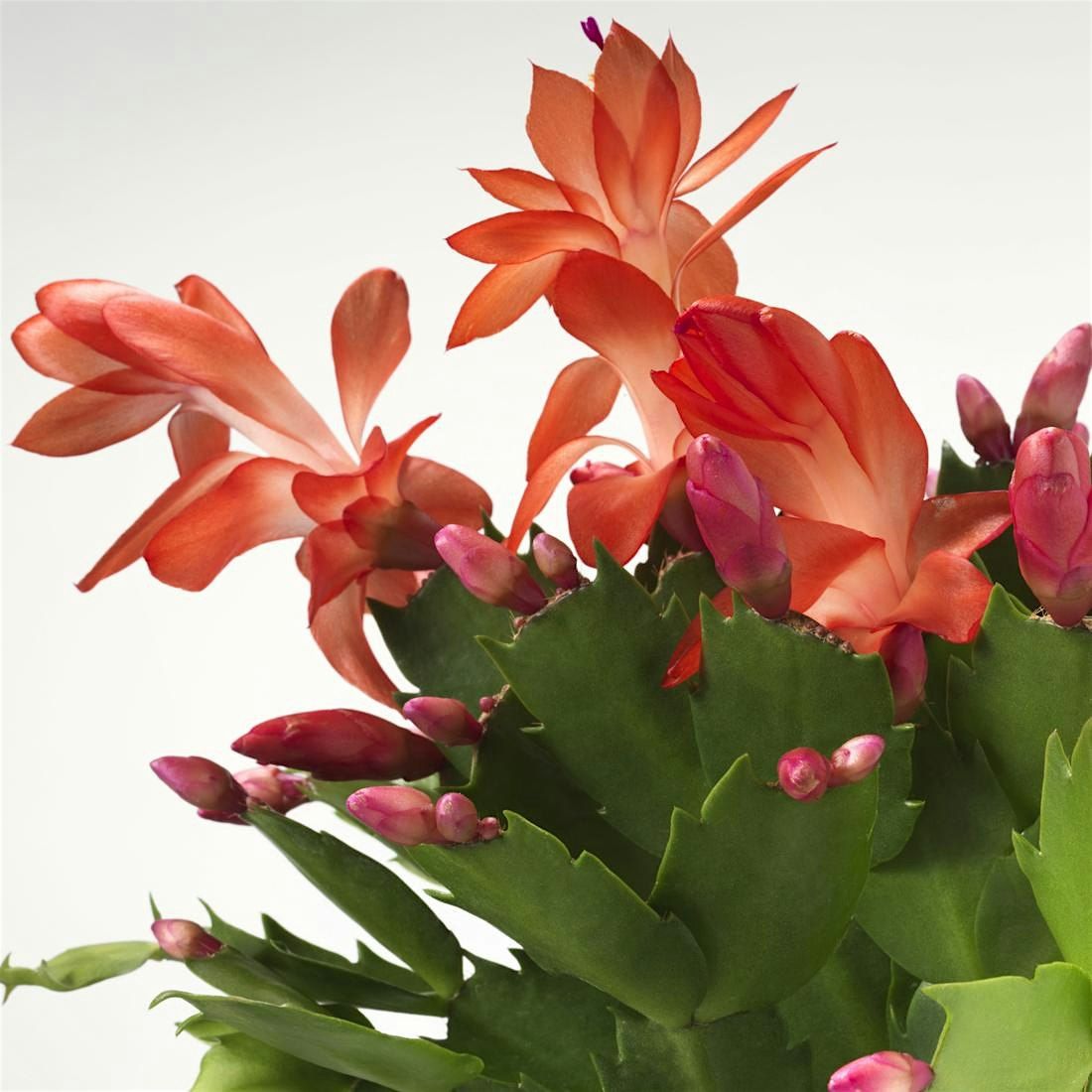 Holiday Happy Hour With Ikea Georgetown, 17 December | Event in Washington | AllEvents