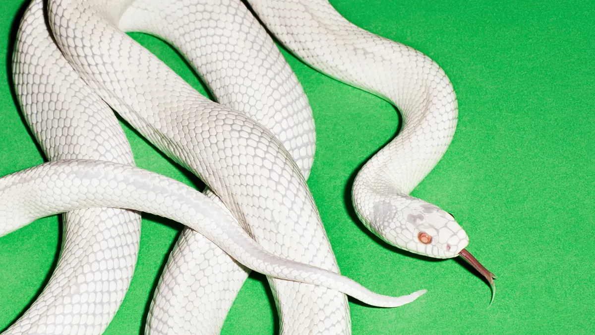 Deftones, Denzel Curry, Drug Church in Forest (Bruxelles), 30 January | Event in Forest | AllEvents