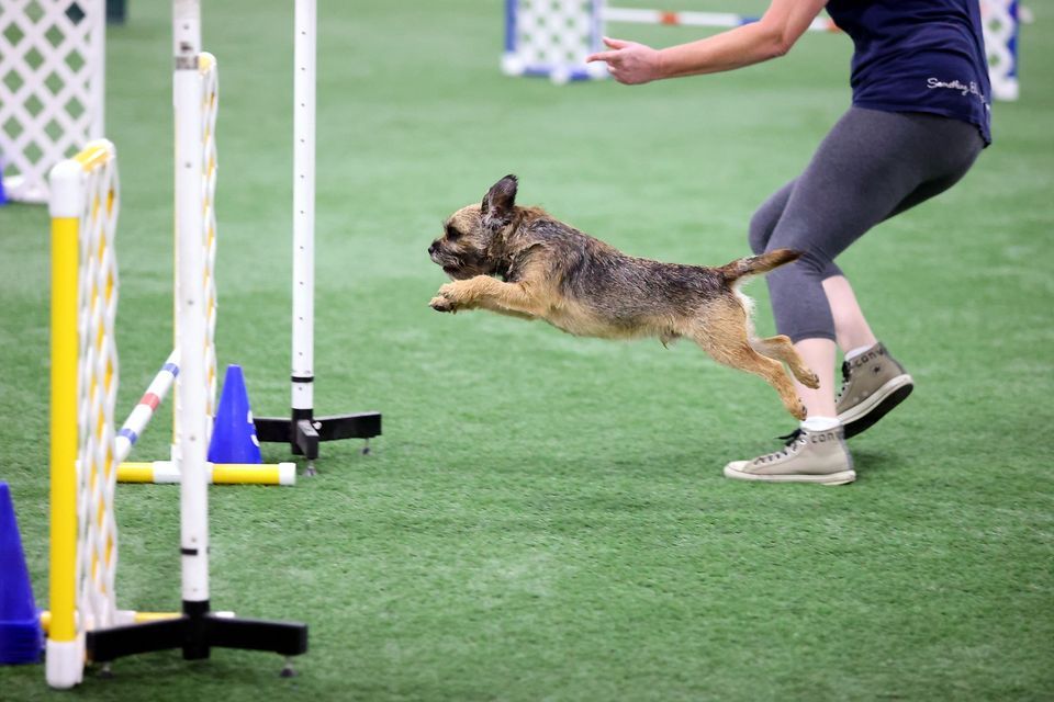 Pre-Agility FUN Class , suitable for dogs 10 months and older ...