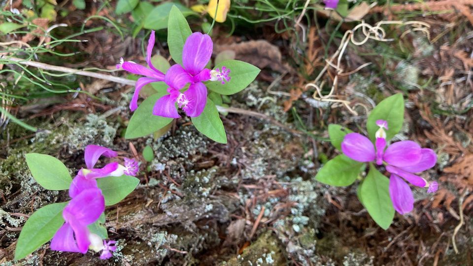NMC Wetland Wildflowers, Grass River Natural Area, Bellaire, 2 June