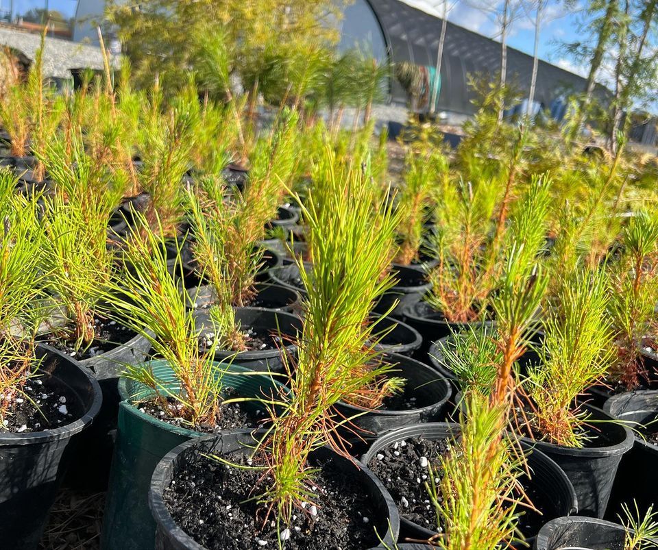 State Of The Urban Forest University Of Washington Tacoma 25 May 2023 uw-tacoma-tuition-collegelearners