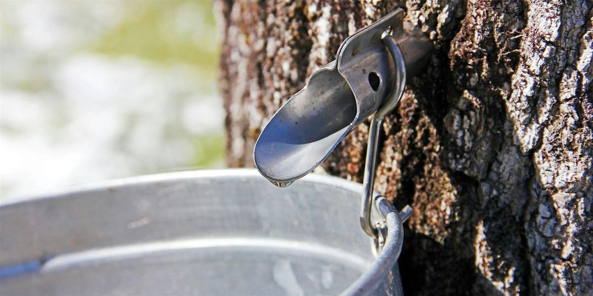 Maple Sugaring Hike, 8 February | Event in Milford | AllEvents