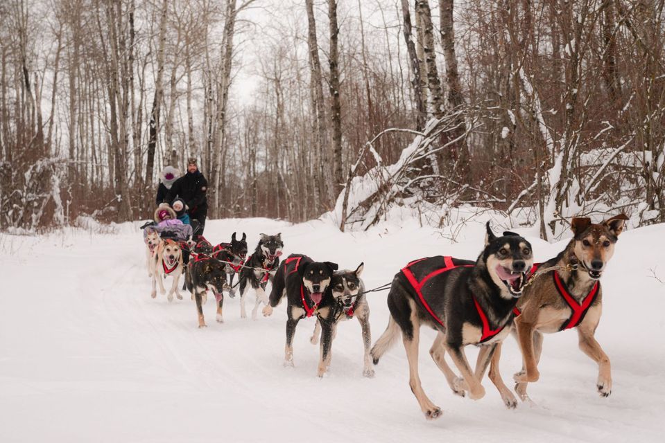 Sled Dog & Sauna Experience, Blackstrap Provincial Park, Saskatoon, 17