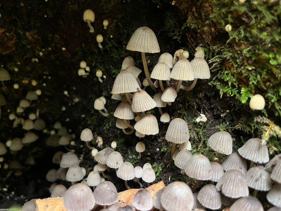 Weekend Woodland Volunteering, Amelia Trust Farm, Barry, 16 March 2024