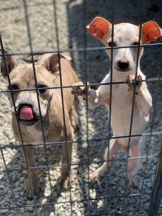 Dog Wash / Car Wash, Dog Wash / Car Wash Headquarters, Sedro Woolley