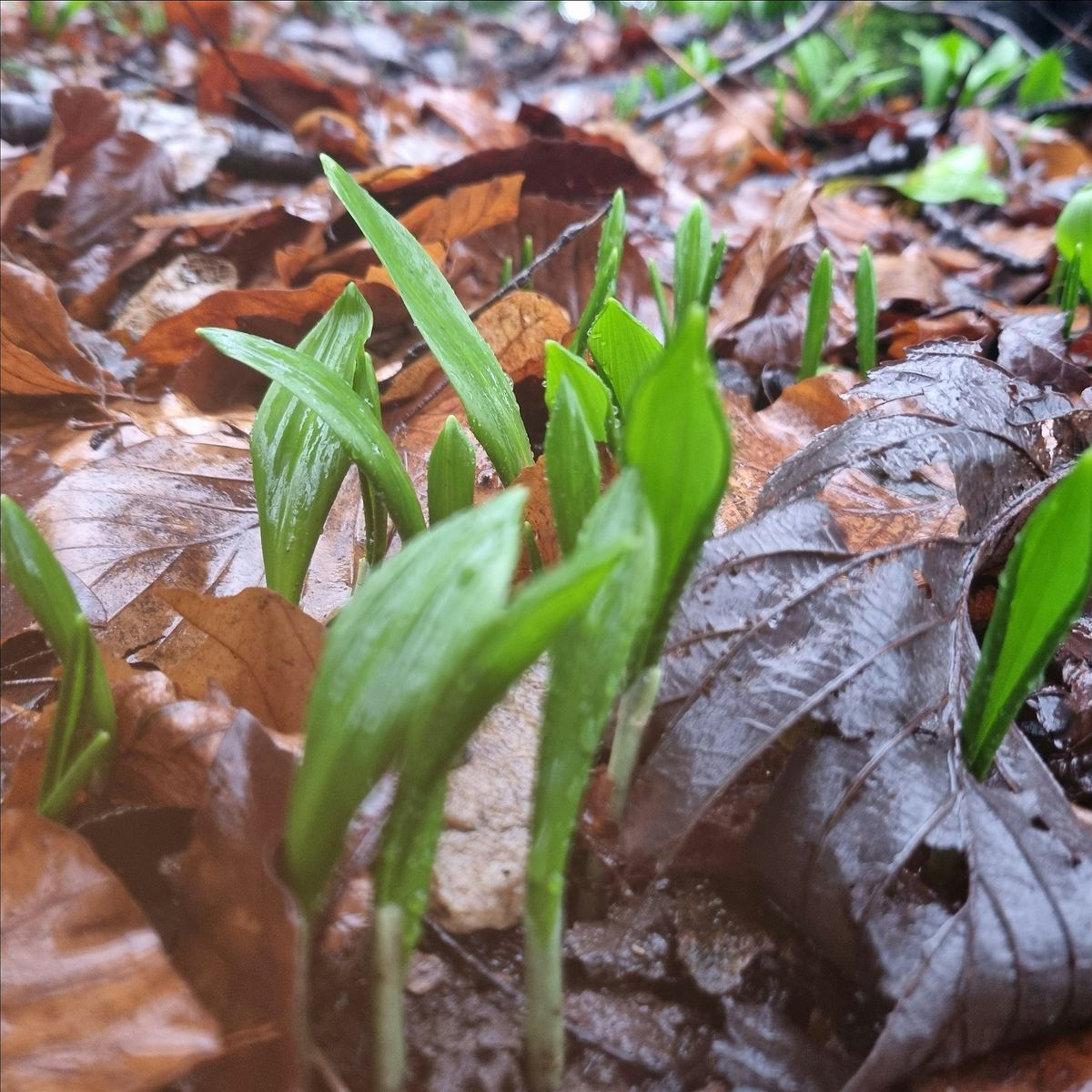 Gardening Lady Early Spring Foraging Walk  with Lunch, 21 March | Event in Penwortham, Preston | AllEvents