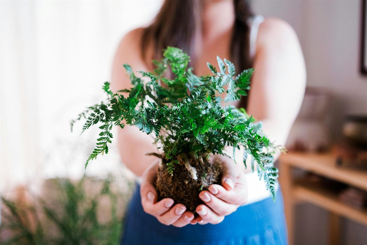 Discover the Art of Kokedama: Japanese 'Moss Ball' Workshop, 20 December | Event in Honolulu | AllEvents