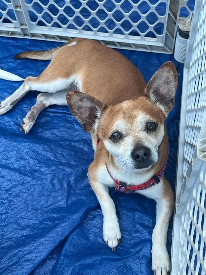 Meet & Greet Tractor Supply Rocky Mount NC, 506 Sutter Creek Blvd Rocky