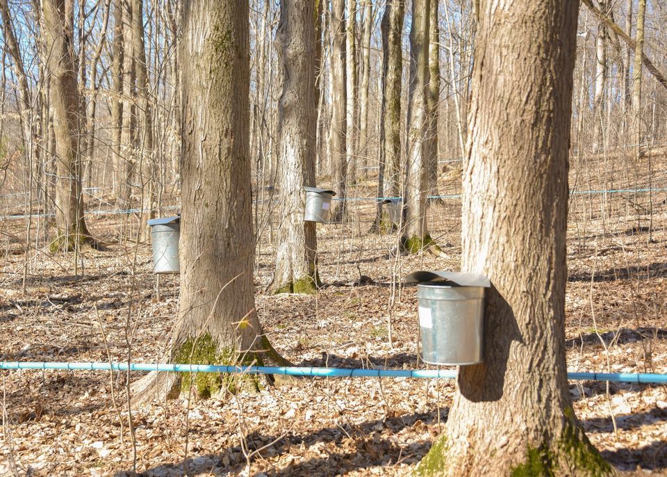 Sugar Camp Days, Bendix Woods County Park, New Carlisle, 16 March to 17