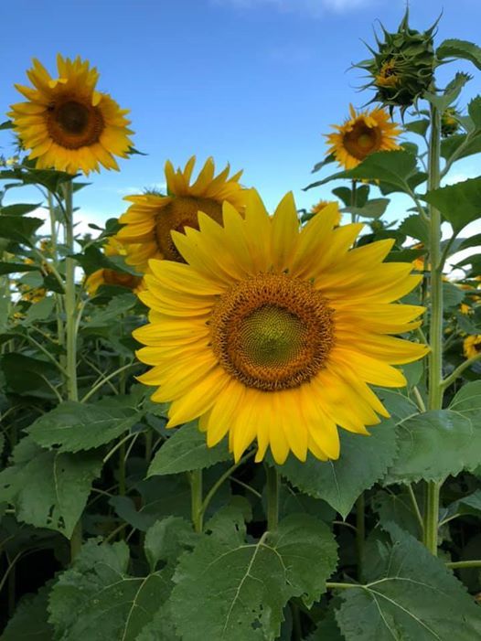 16th Annual Sunflowers for Wishes Benefit for MakeAWish CT