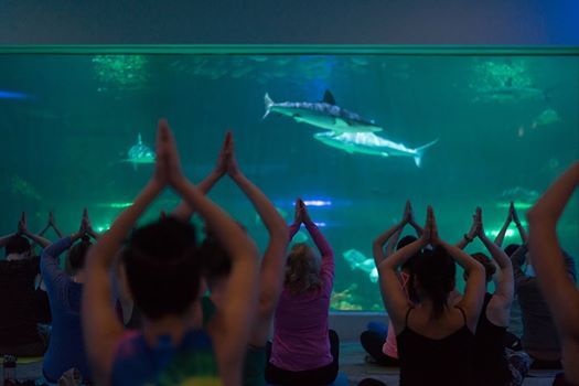 Yoga with the Sharks! at The Living Planet Aquarium - 07acc4Df8221D98f697f997723814c27cD3ec4e17a08829b36D9aD4D76630498 Rimg W525 H350 Gmir Yoga with the Sharks! at The Living Planet Aquarium - 07acc4Df8221D98f697f997723814c27cD3ec4e17a08829b36D9aD4D76630498 Rimg W525 H350 Gmir