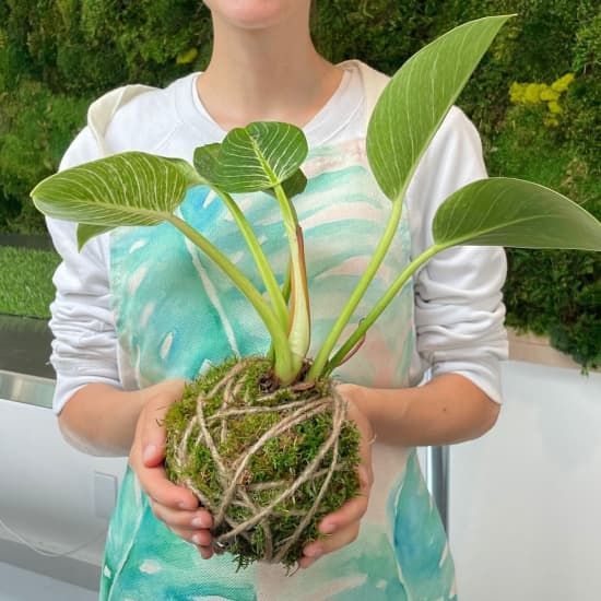 Create your own Kokedama, 17 June | Event in Astoria | AllEvents