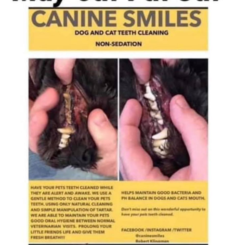Canine smiles nonsedation teeth cleaning , Bridget's Bath Brush Beyond