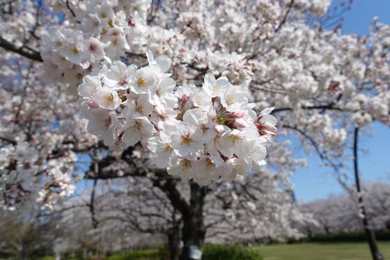 中止 4月2日 土 今年はできるといいな花見 猿江恩賜公園 Tokyo April 2 22 Allevents In 中止 4月2日 土 今年はできるといいな花見 猿江恩賜公園 Tokyo April 2 22 Allevents In