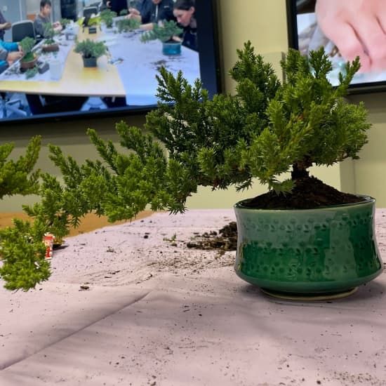 Introduction to Bonsai Art | Event in San Mateo | AllEvents