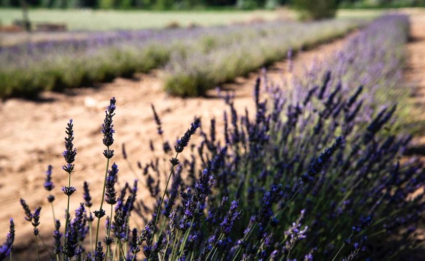 Lakeside Lavender Festival at Deer Flat Ranch, 1003 W Locust Ln, Nampa