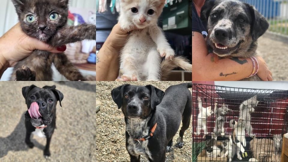 Claws and Paws Benefit, Olney Eagles #2549, 14 October 2023 | AllEvents